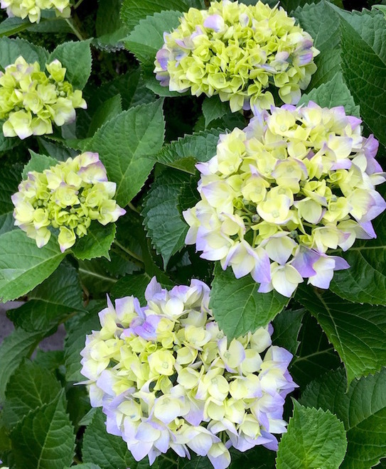 紫陽花.jpg