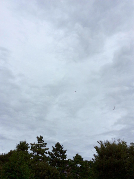 IMG_0162.jpg