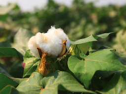 yarn_0008.jpg